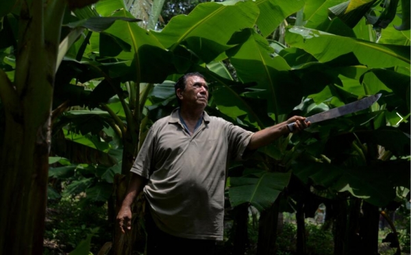 Nicaragüenses sufren enfermedades por culpa de los pesticidas