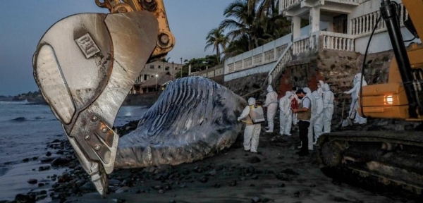 Autoridades se apresuran a enterrar cadáver de ballena
