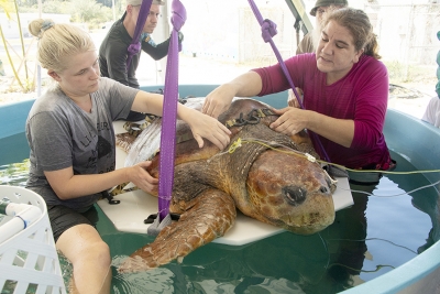 Rescatan a una tortuga marina del ataque de un tiburón 