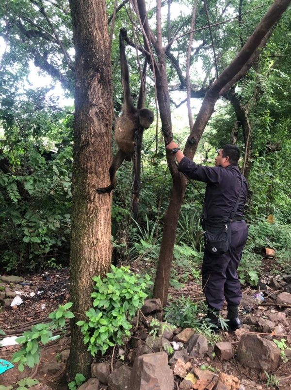 Rescatan a un Mono Araña en San Miguel