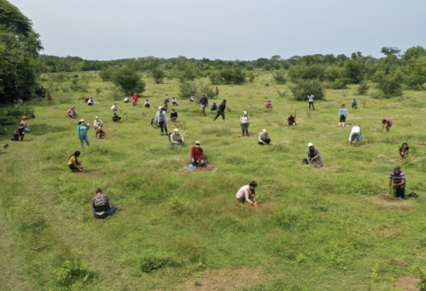 Continúan reforestación en varias zonas del país