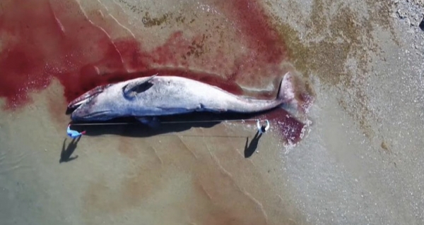 La ballena gris del Pacífico en peligro