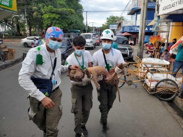 Rescatan a perro que era atacado por abejas