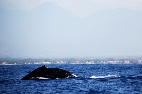 Más de 50 ballenas jorobadas visitaron Los Cóbanos