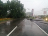 Árboles caídos y derrumbes a causa de las lluvias