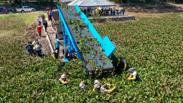 No más ninfas en la Laguna de Metapán