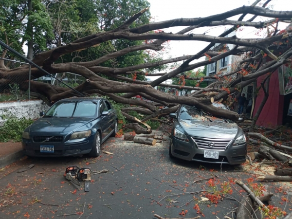 Conductor se sobrevive a caía de árbol