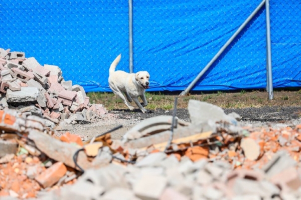 Método Arcón: equipos caninos para rescate