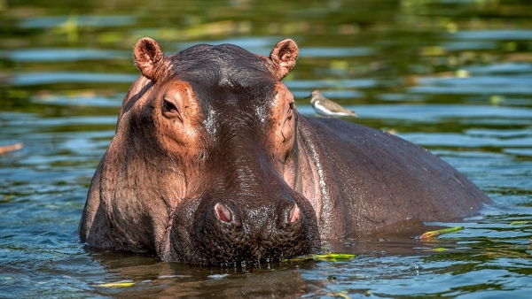 Esterilizan a los hipopótamos de Pablo Escobar