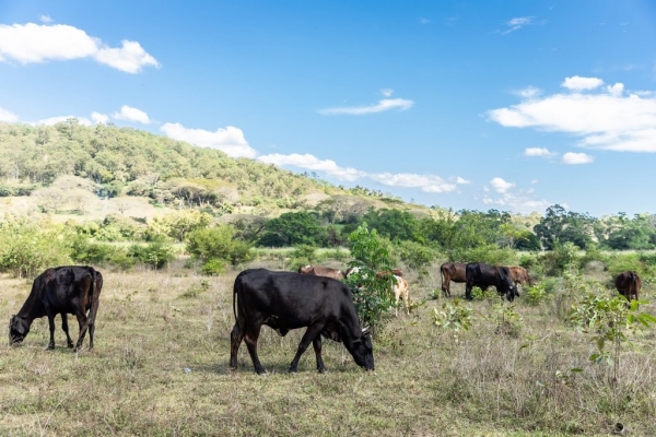 MAG financiará producción ganadera