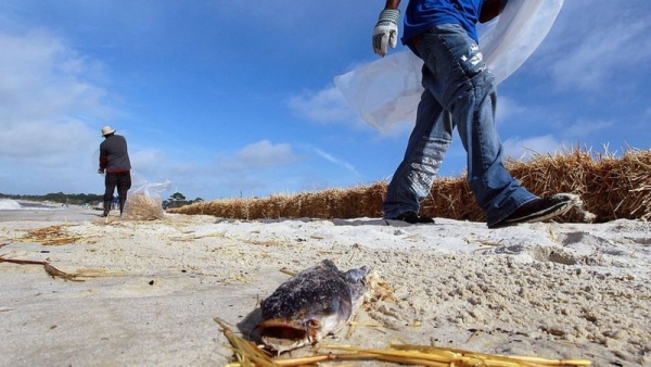 Se expande la &quot;Zona Muerta&quot; del Golfo de México