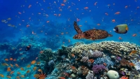 Predicen extinción de vida marina por calentamiento del agua