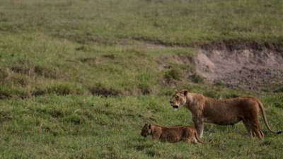 Leones matan a tres niños cerca de una reserva natural en Tanzania