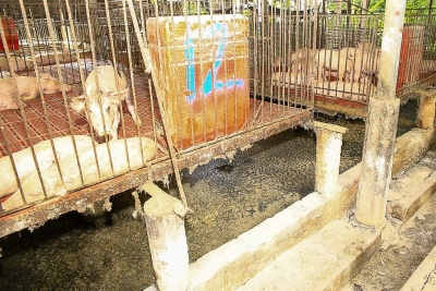 MARN tomará medidas contra granja porcina que no cumple condiciones