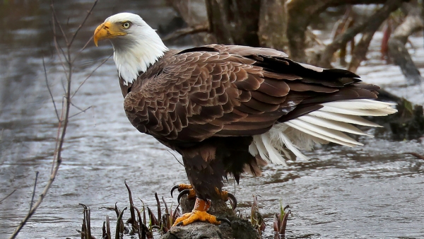 Águilas calvas en EUA intoxicadas con plomo