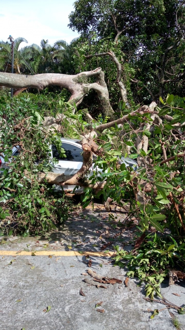 Árbol cae sobre vehículos en centro turístico de Apulo