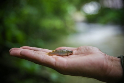 Especialistas verifican salud de peces y ríos