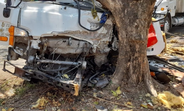 Conductor de camión colisiona contra un árbol