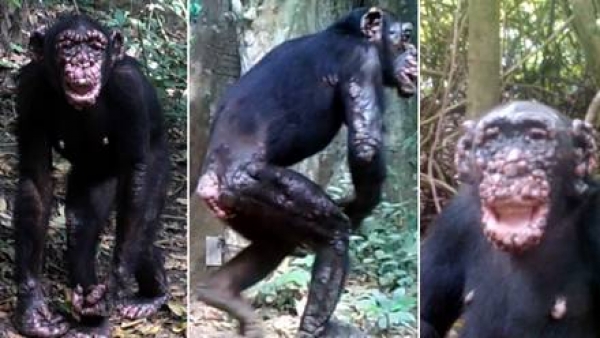 Diagnostican lepra en chimpancés salvajes