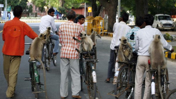 Arrestan a dos hombres en la India que usaban monos para robar a personas desprevenidas