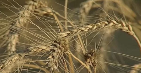 Riesgo de crisis alimentaria en todo el planeta