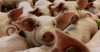 Alertan por brote de peste porcina en México y sitios de Centroamérica