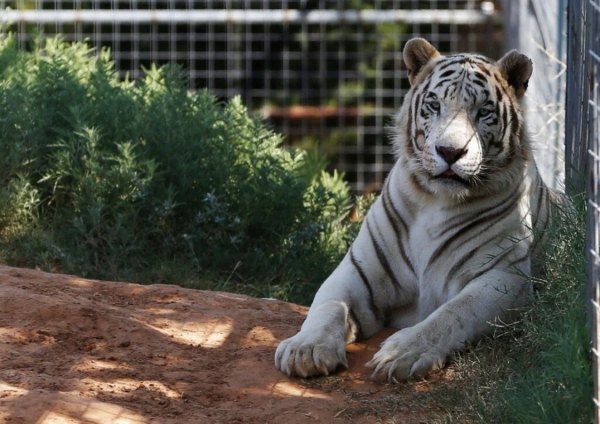 Funcionarios federales confiscan 68 grandes felinos del &#039;Tiger King Park&#039; de Jeff Lowe