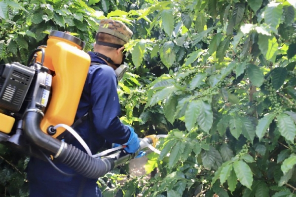 Disminuyen poblaciones de langosta en San Miguel