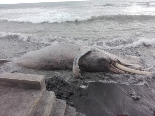 Encuentran ballena muerta en playa Las Flores