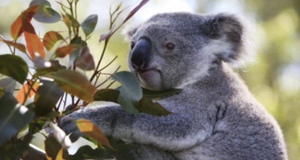 Los koalas en peligro de extinción