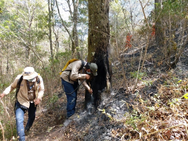 Se activa la Comisión Nacional de Incendios Forestales