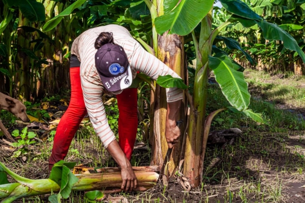 Invertirán de más de $18 millones en tecnología agrícola