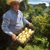 $77 millones para reactivar la agricultura