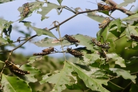 MAG establece cerco fitosanitario por langosta que se alimenta de forestales