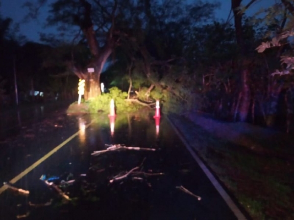 PROCIVIL reporta la caída de un árbol y un poste en distintos puntos de Chalatenango