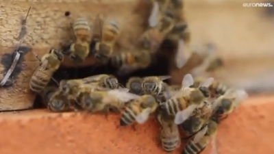Desaparecen las abejas en Chile