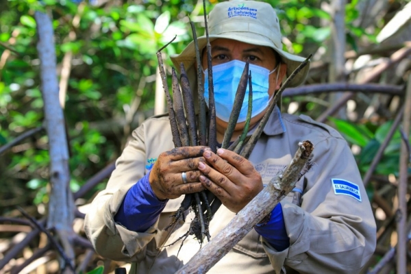 El factor humano es esperanza de los manglares