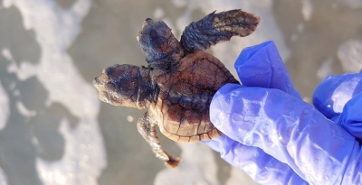 Encuentran una cría de tortuga de dos cabezas en Carolina del Sur