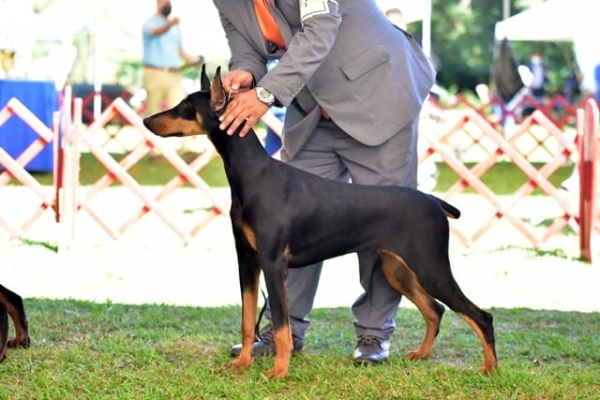 Estafa en registro de perros de raza