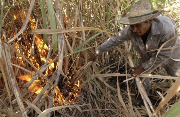 Piden a productores evitar la quema de caña