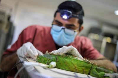 El rescate de una iguana    