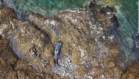 Liberan a una orca que había estado varada en una costa rocosa de Alaska