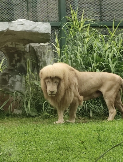 El peculiar estilo de un león blanco sorprende a visitantes de un zoo